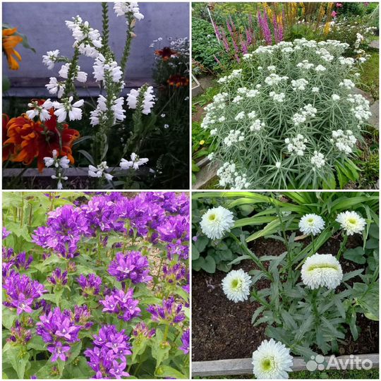 Многолетние цветы