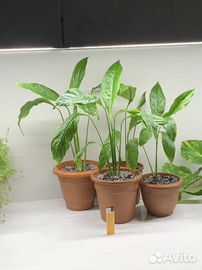 Спатифиллум