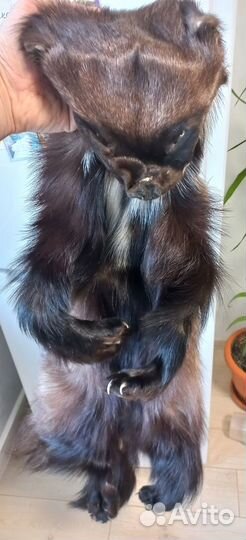 Шкура росомахи целиковая