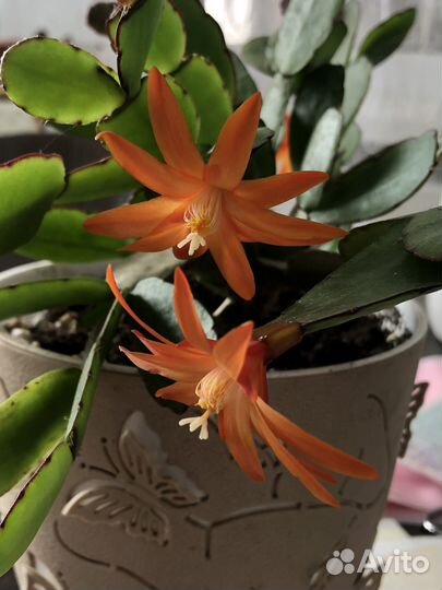 Декабрист,рипсалидопсис оранжевый