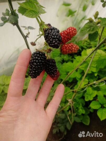 Саженцы ежевики и малины