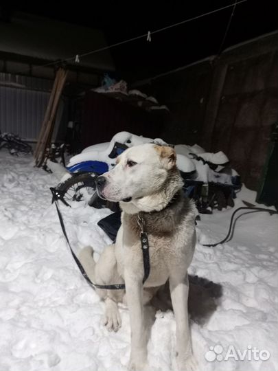 1 год алабай родословная хорошая