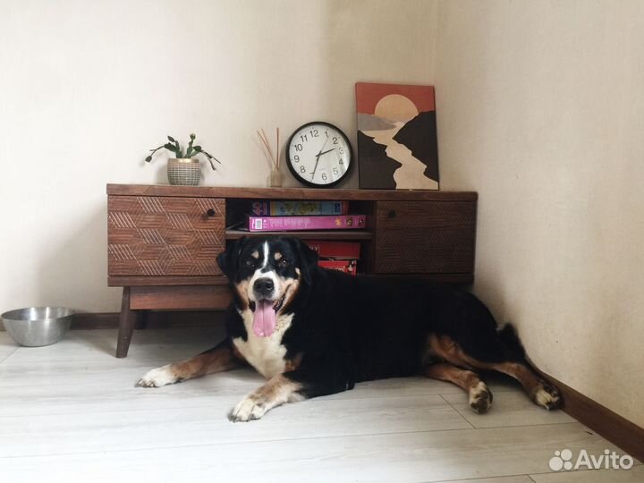 Передержка кошек и собак в загородном доме