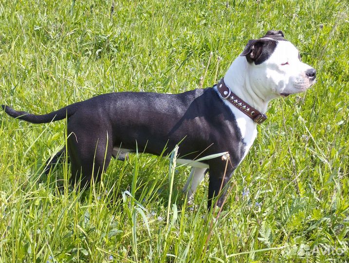 Кобель для вязки стаффордширский терьер