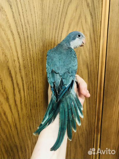 Попугай монах калита квакер