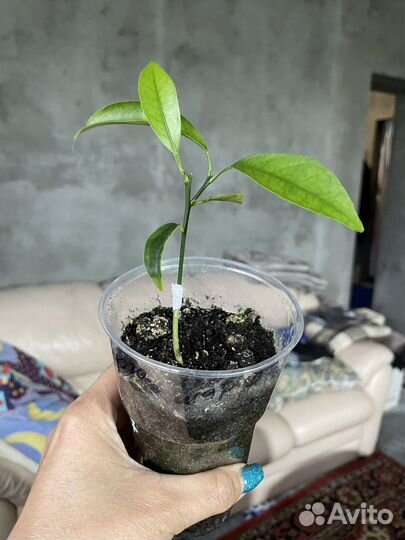 Кумкват Маргарита