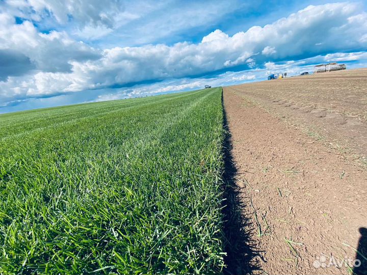 Газон рулонный