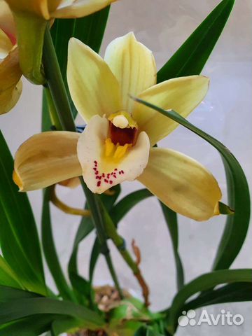 Орхидея Цимбидиум 964124 спб