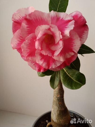 Привитый адениум Keu diem