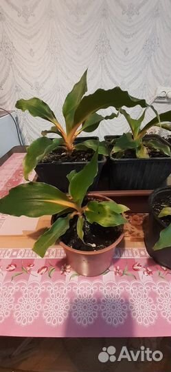 Хлорофитум оранж