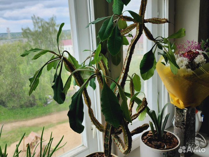 Комнатные цветы шефлера