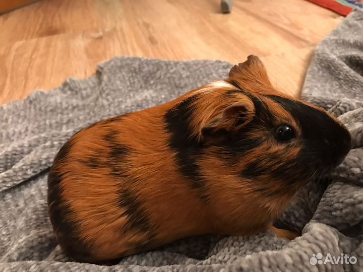 Морская свинка с клеткой