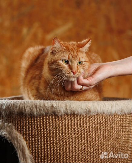 Кошечка Боня в добрые руки