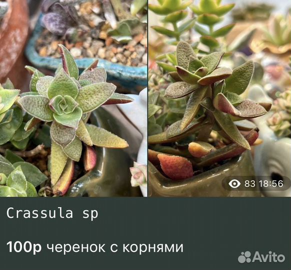 Крассулы Редкие Суккуленты часть 1