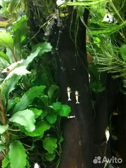 Продажа аквариумных креветок