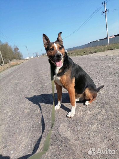 Красивый, брутальный пёс ищет дом