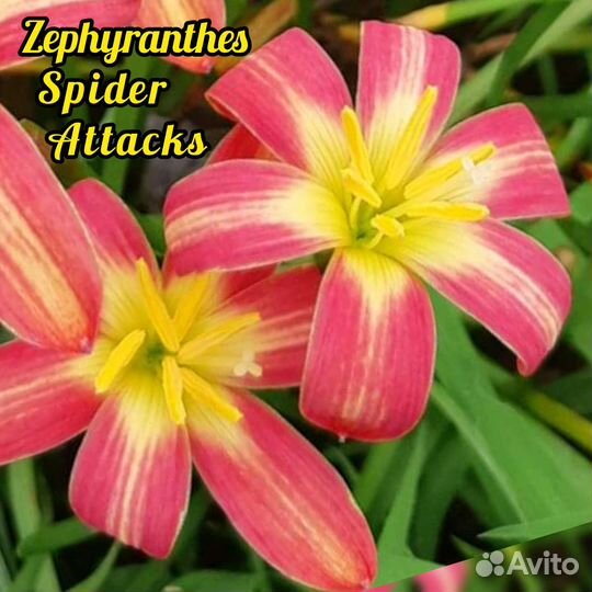 Зефирантес выскочка