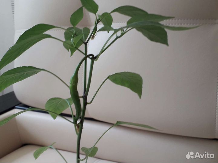 Перец острый Феникс, бархатцы рассада