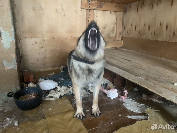Австралийская овчарка в добрые руки