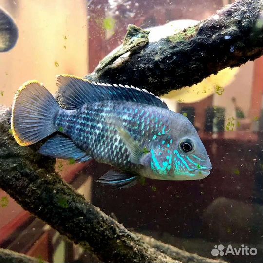 Акара бирюзовая, мальки