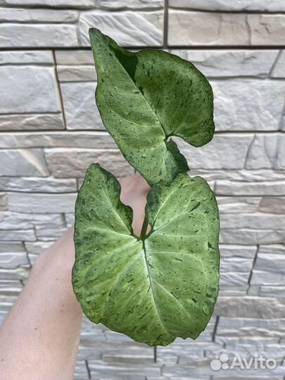 Сингониум freckles