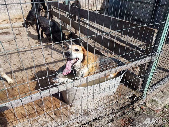 Собачка ищет дом