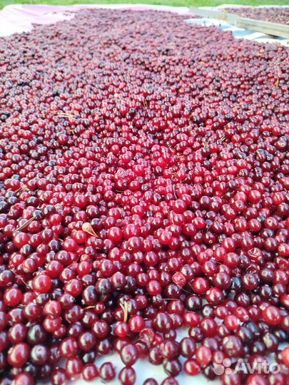 Клюква свежая
