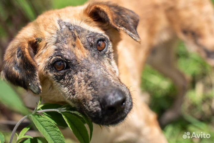 Особенная собака ищем своего Человека