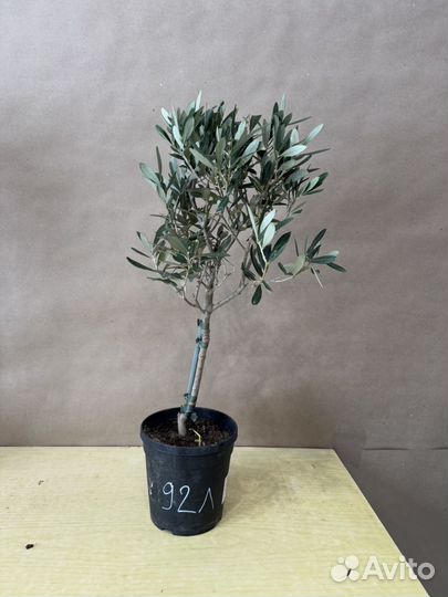 Оливковое дерево комнатное