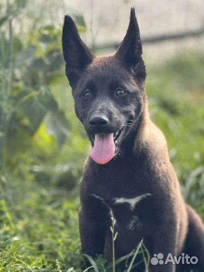 Щенок в добрые руки бесплатно