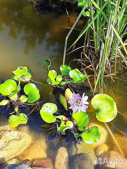 Водный Геоцинт