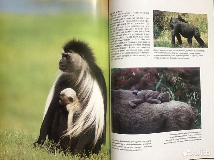 Обезьяны. Пол Стерри