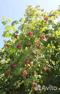 Саженцы малины и ежемалина