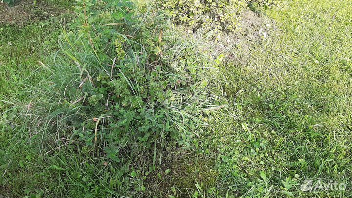 Крыжовник 2 сорта