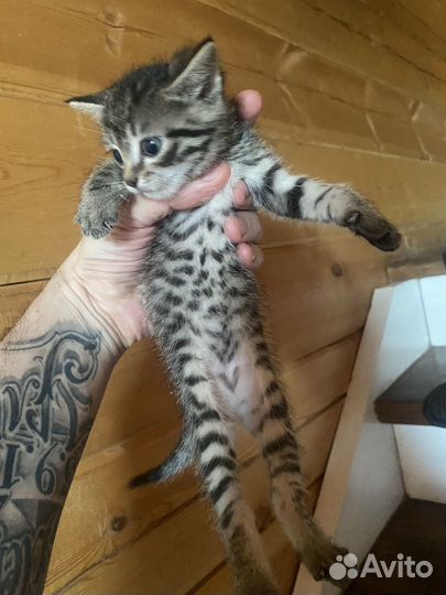 Котята в добрые руки девочки