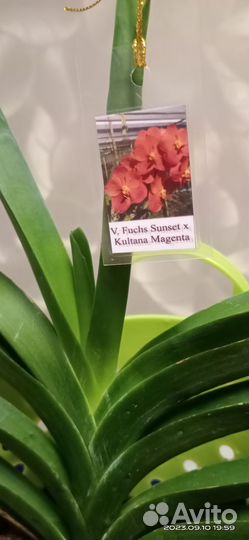 Орхидея ванда