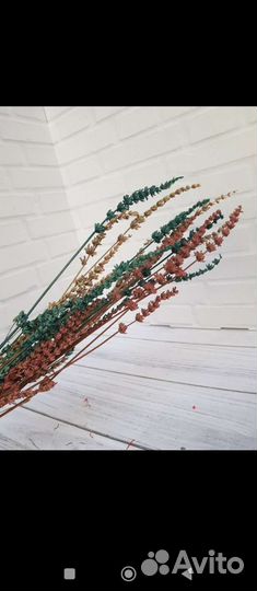 Лаванда стабилизированная