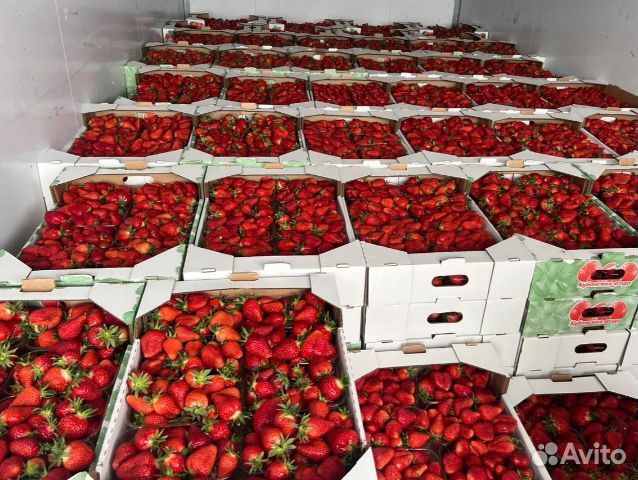 Свежая клубника С доставкой или С места