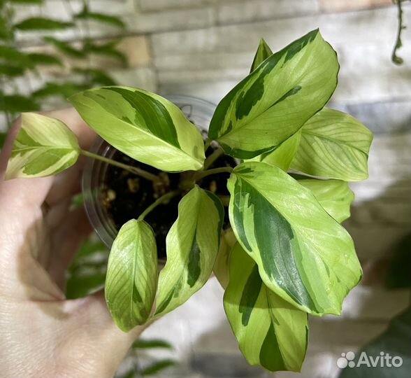 Калатея Yellow Fusion