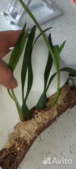 Редкие орхидеи максилярия блэк, гомеза радиканс