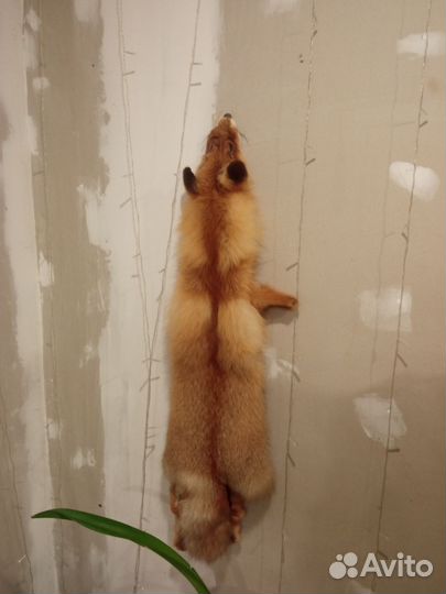 Волк,лиса, ястреб