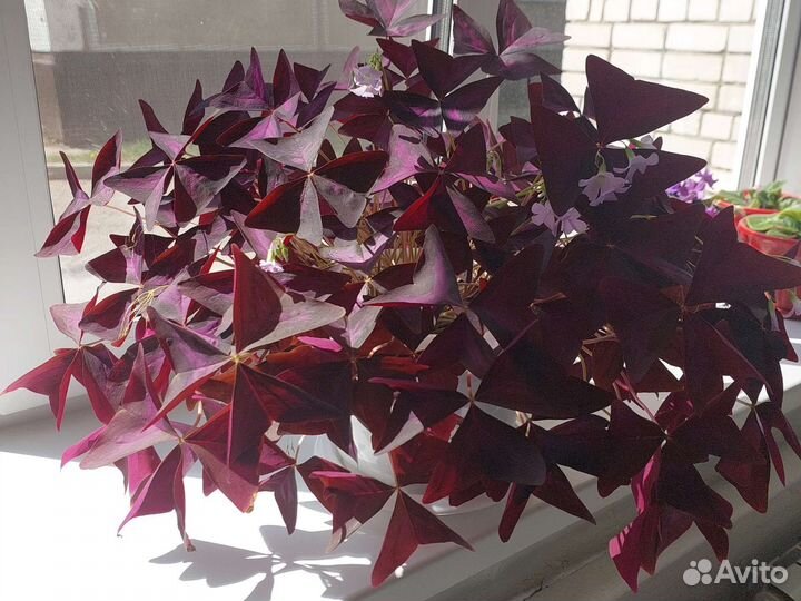 Кислица фиолетовая