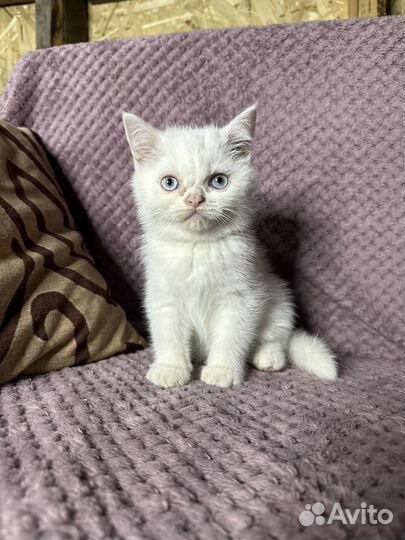 Шотландские котята