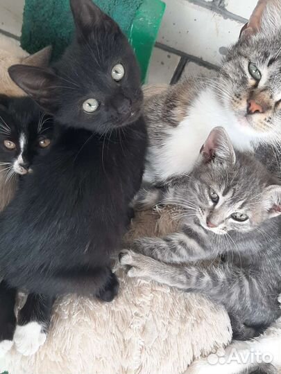 Котята в добрые руки