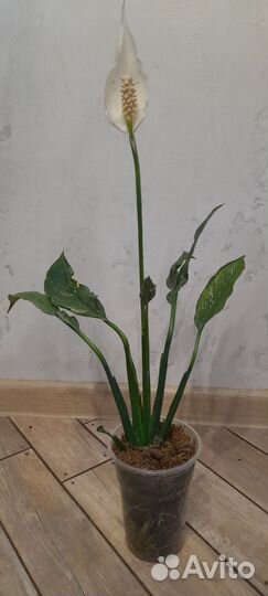 Спатифиллум вариегатный домино