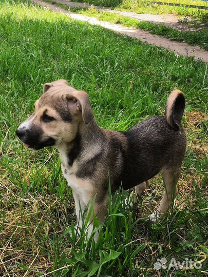 Собаки бесплатно в добрые руки