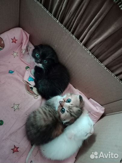 Отдам котяток
