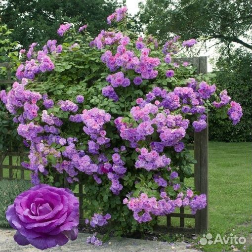 Саженцы роз лучших зимостойких сортов