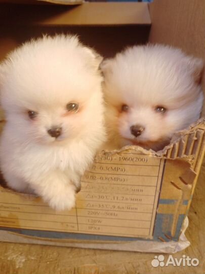 Щенки шпица мини