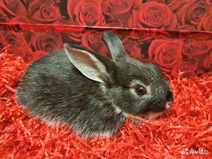 Декоративные кролики